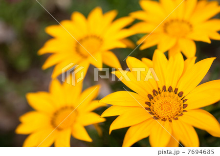 ガザニア 7694685