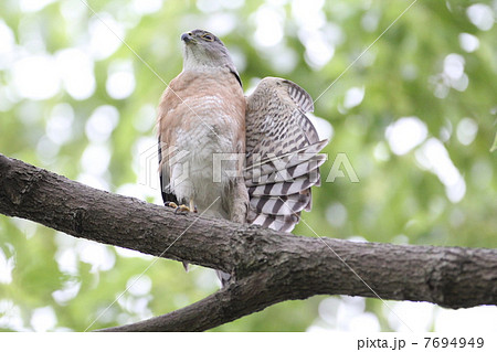 ツミのオス 7694949