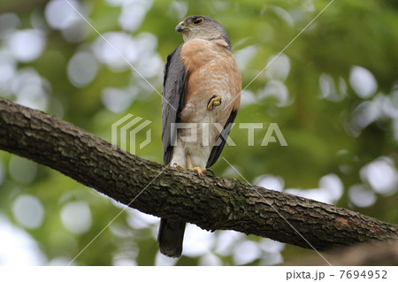 ツミのオス ツミのオス 7694952