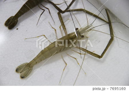 テナガエビ 7695160