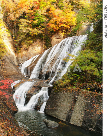 紅葉の袋田の滝 7695266