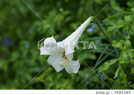 高砂百合 タカサゴユリと申します。 高砂百合 タカサゴユリと申します。 7695384
