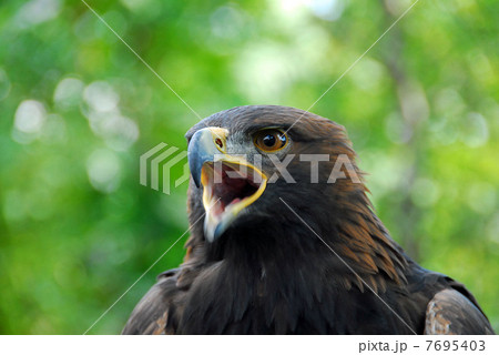 日本イヌワシの顔 7695403