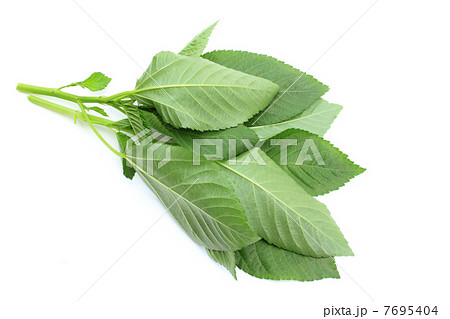 摘み立てモロヘイヤ 7695404