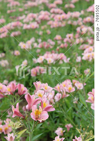 アルストロメリア アルストロメリア 7695502