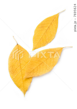 Leaf isolated on white background Leaf isolated on white background 7695624
