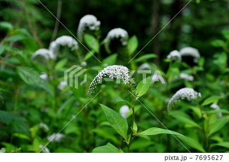 オカトラノオ オカトラノオ 7695627