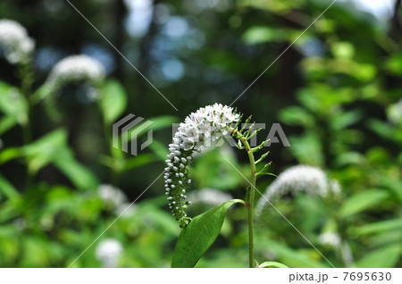 オカトラノオ オカトラノオ 7695630