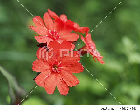 マツモトセンノウの花 7695769