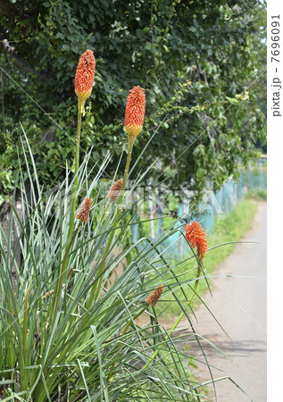 オオトリトマ 7696091