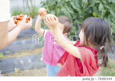 トマト狩り夏休み子ども トマト狩り夏休み子ども 7696344