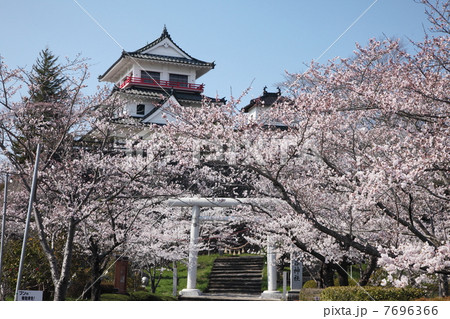 涌谷城の桜の写真素材 涌谷城の桜の写真素材