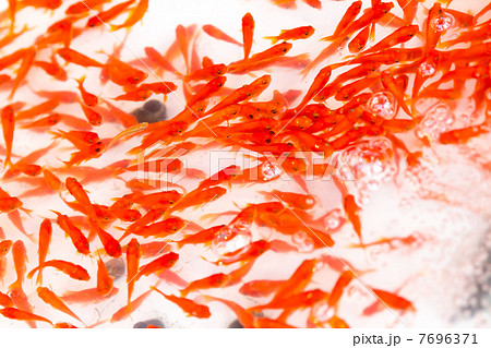夏祭りイメージ 金魚すくい の写真素材