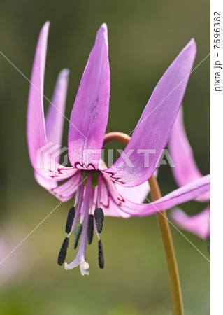 カタクリの花 7696382