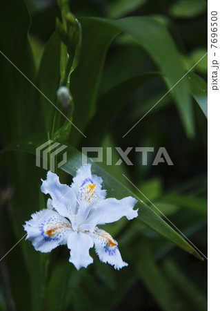 シャガ シャガ 7696500