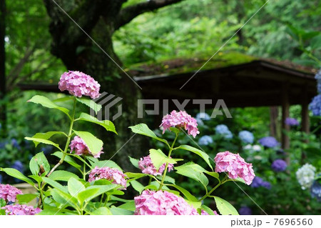 久米寺の紫陽花 7696560