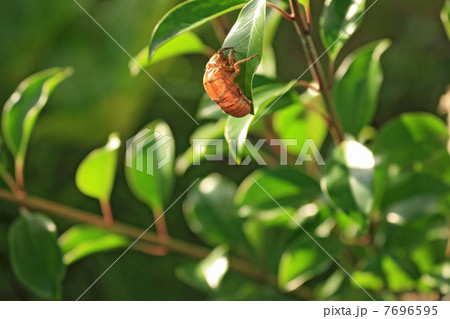 夏の情景　Vol.1a 7696595