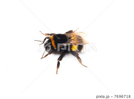 bumblebee isolated on the white background bumblebee isolated on the white background 7696718