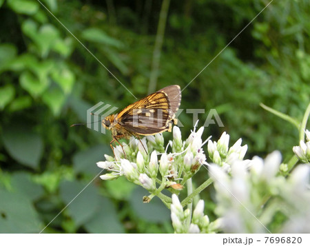 セセリチョウ 7696820