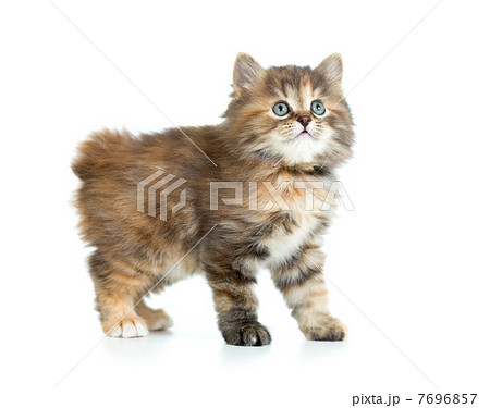 Kuril bobtail tortoiseshell coat coloring kitten looking up 7696857