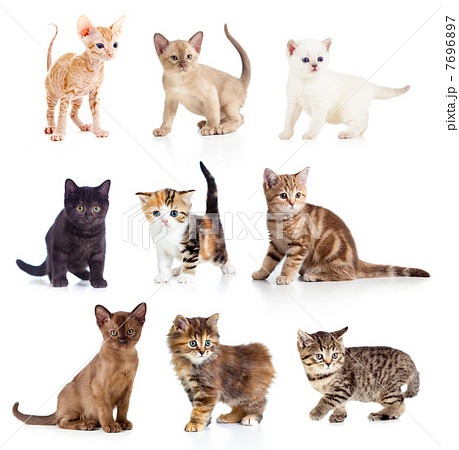 Different kittens collection Different kittens collection 7696897