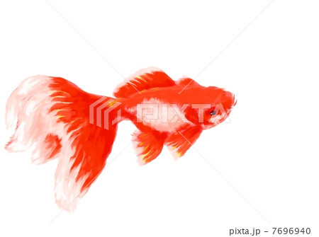 金魚 7696940