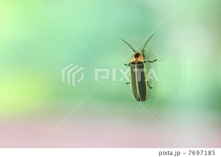 ガラスにとまるホタル ガラスにとまるホタル 7697185