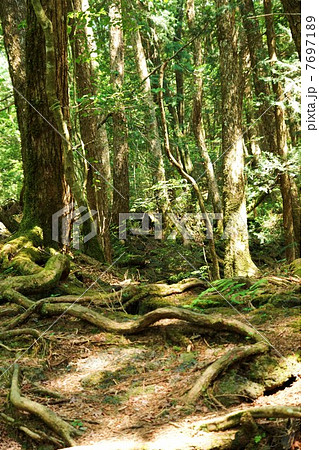自然の風景・原生林の中で絡み合う古木の根・縦位置 7697189