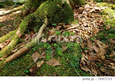 自然の風景・原生林の古木の根の元に芽吹いた樅の新葉・横位置 自然の風景・原生林の古木の根の元に芽吹いた樅の新葉・横位置 7697235