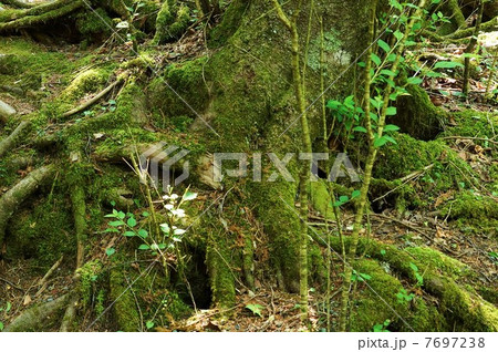 自然の風景・原生林の古木の根の元に育つ若木・横位置アップ 自然の風景・原生林の古木の根の元に育つ若木・横位置アップ 7697238