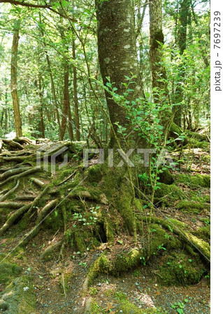 自然の風景・原生林の古木の根の元に育つ若木・縦位置 自然の風景・原生林の古木の根の元に育つ若木・縦位置 7697239