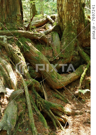 自然の風景・原生林の中で絡み合って生きる古木の根・縦位置 7697241