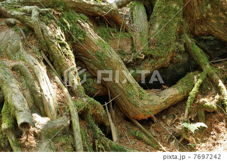 自然の風景・原生林の中で絡み合って生きる古木の根・横位置 自然の風景・原生林の中で絡み合って生きる古木の根・横位置 7697242