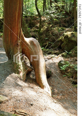 自然の風景・原生林の中に生きている剥き出しの桧の木・縦位置 7697341
