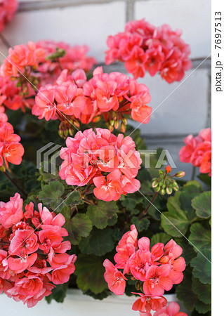 Pink geranium.. 7697513