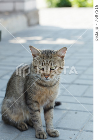 Nice cat 7697516