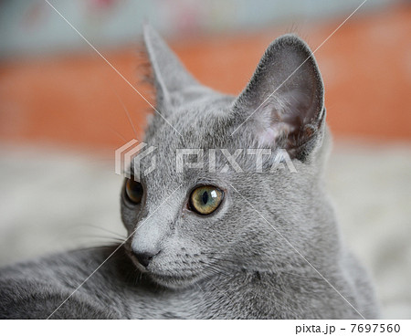 ロシアンブルー ロシアンブルー 7697560