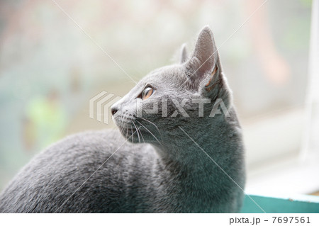 ロシアンブルー ロシアンブルー 7697561