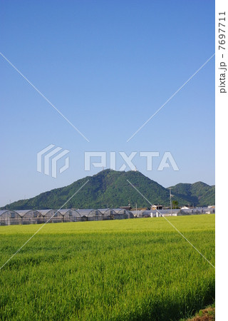 麦畑と常山(縦位置) 麦畑と常山(縦位置) 7697711