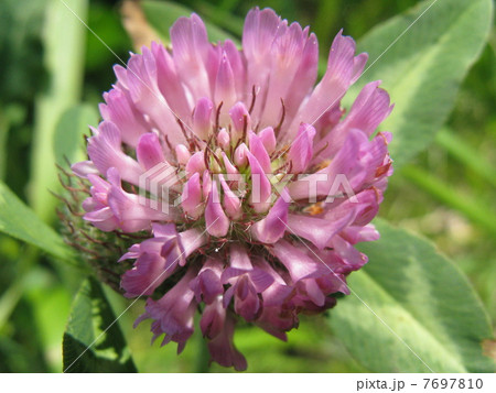 鞠状の花で牧草やハーブとして利用されますの写真素材