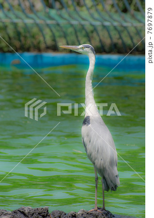 アオサギ 7697879