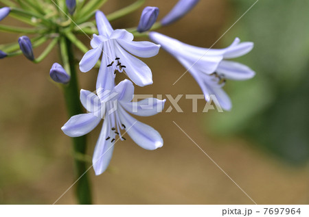 ムラサキクンシラン（紫君子蘭） 7697964