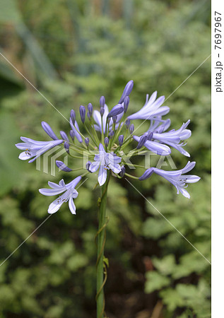 ムラサキクンシラン(紫君子蘭) ムラサキクンシラン(紫君子蘭) 7697967