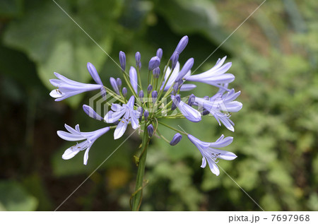 ムラサキクンシラン（紫君子蘭） 7697968