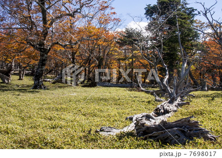 大台ケ原の紅葉 7698017