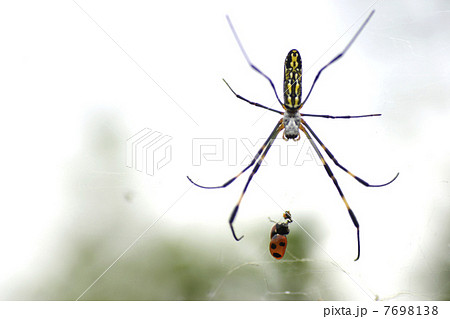 蜘蛛。の写真素材 [7698138] - PIXTA
