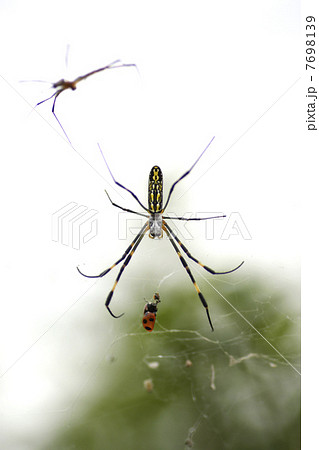 蜘蛛。 7698139