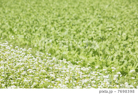 畑のセパレート 7698398