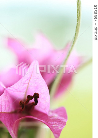 爽やかなイメージのブーゲンビリア（パステル調） 7698510