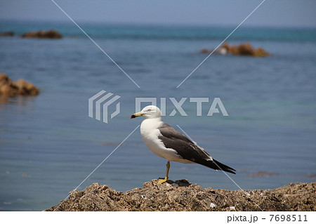 ウミネコ 7698511